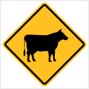 CATTLE