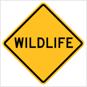 W5-56 WILDLIFE